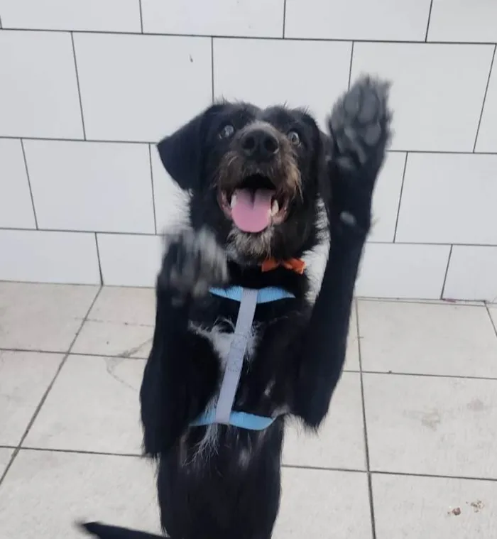 Cachorro ra a SRD-ViraLata idade 7 a 11 meses nome Belinha