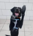 Belinha