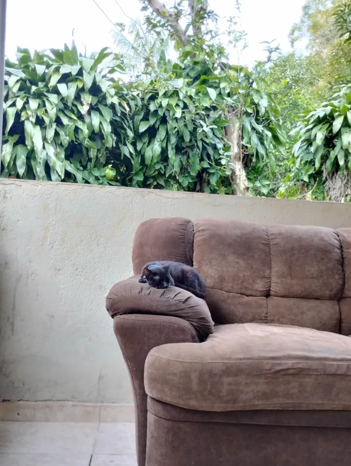 Gato ra a SRD-ViraLata idade 2 a 6 meses nome Não tem nome 