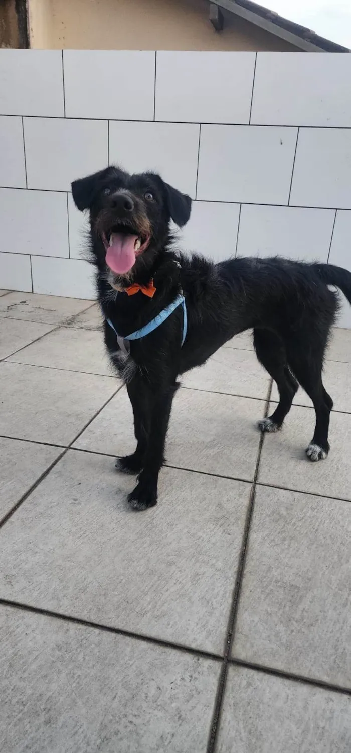 Cachorro ra a SRD-ViraLata idade 7 a 11 meses nome Belinha