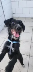Belinha