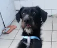 Belinha