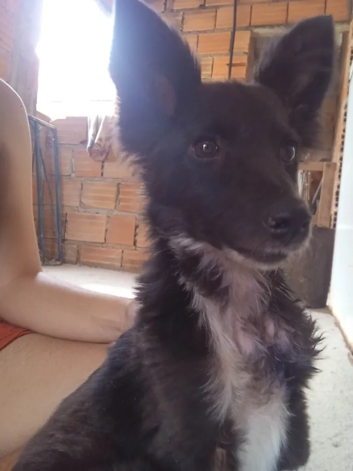 Cachorro ra a SRD-ViraLata idade 7 a 11 meses nome Ody