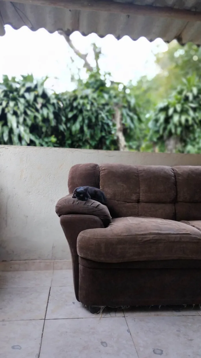 Gato ra a SRD-ViraLata idade 2 a 6 meses nome Não tem nome 