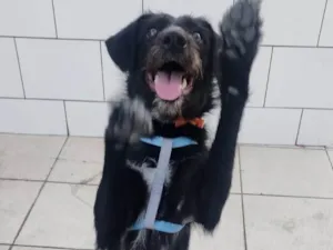 Cachorro raça SRD-ViraLata idade 7 a 11 meses nome Belinha