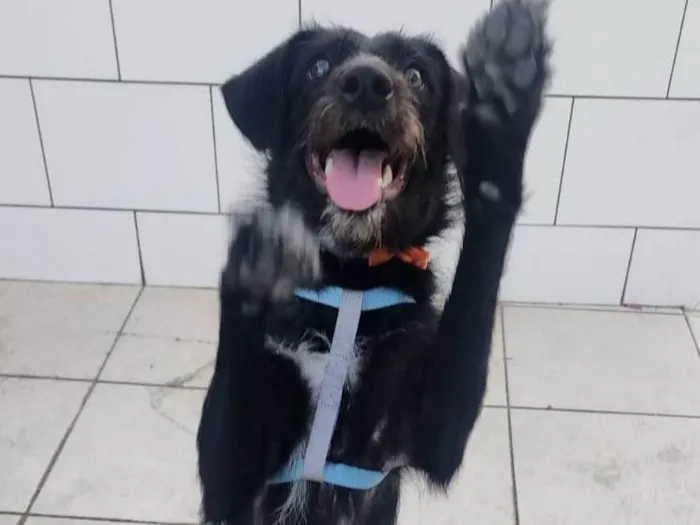 Cachorro ra a SRD-ViraLata idade 7 a 11 meses nome Belinha