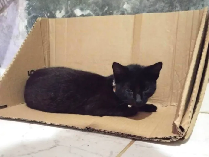 Gato ra a SRD-ViraLata idade 2 a 6 meses nome Não tem nome 