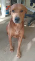 Papá