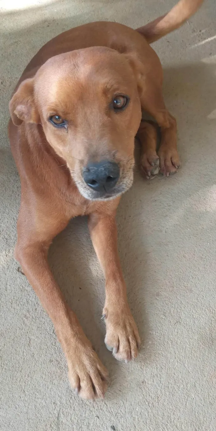 Cachorro ra a SRD-ViraLata idade 4 anos nome Papá