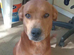 Cachorro raça SRD-ViraLata idade 4 anos nome Papá