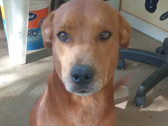 Cachorro ra a SRD-ViraLata idade 4 anos nome Papá