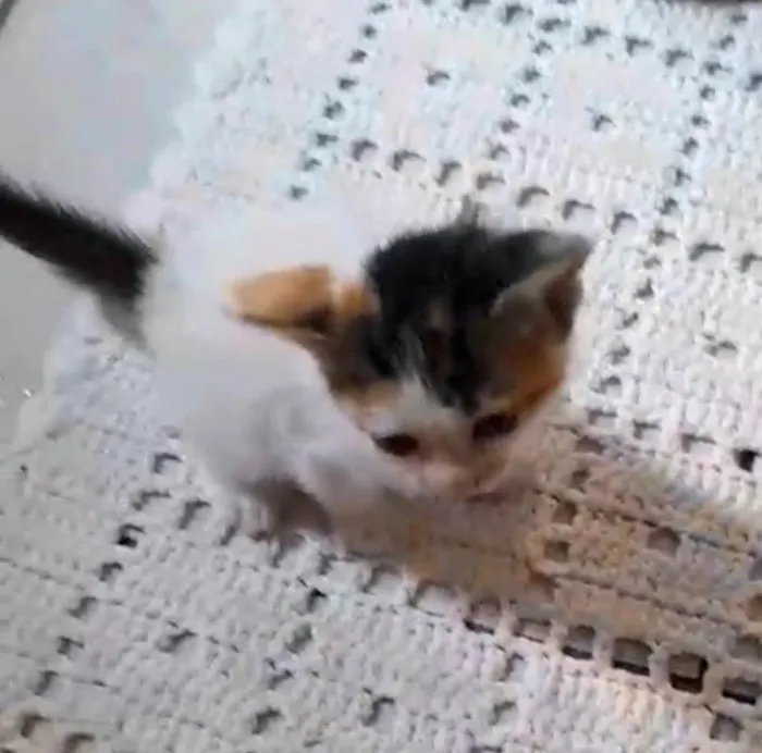 Gato ra a SRD-ViraLata idade Abaixo de 2 meses nome Luciana Santos Rodrigues
