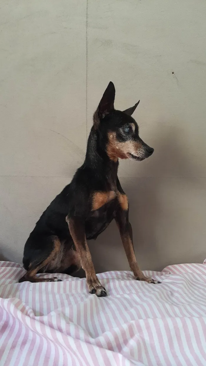 Cachorro ra a Pinscher idade 6 ou mais anos nome Sem nome