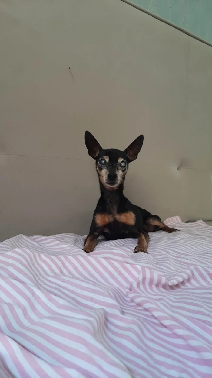 Cachorro ra a Pinscher idade 6 ou mais anos nome Sem nome
