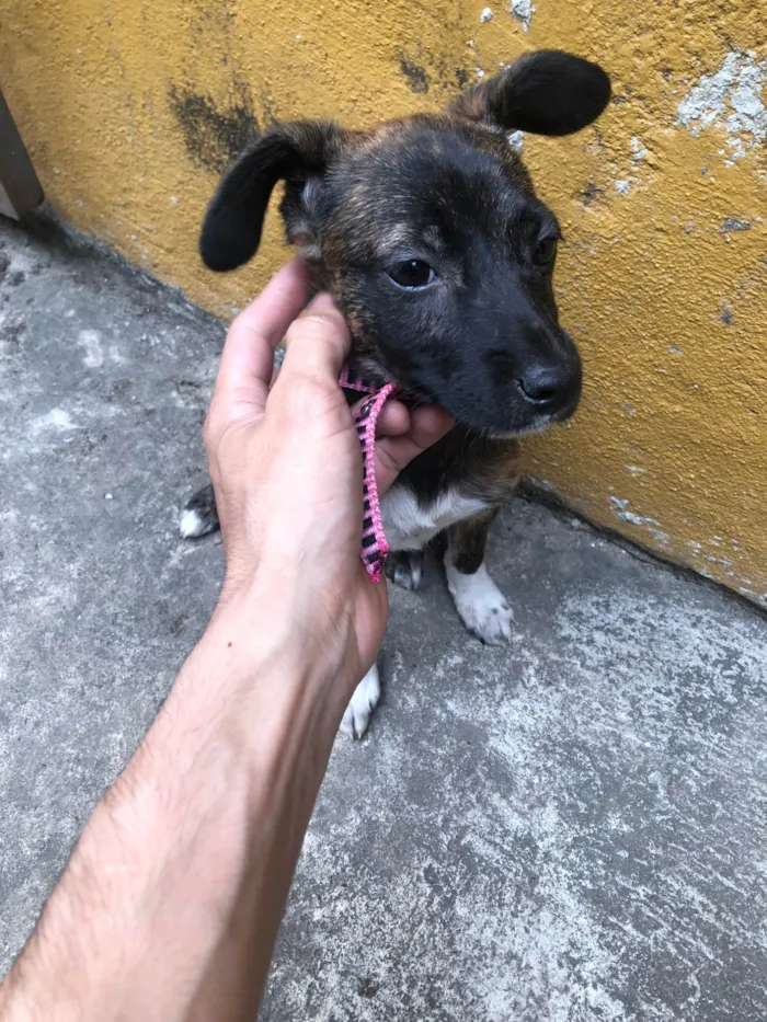 Cachorro ra a SRD-ViraLata idade 2 a 6 meses nome Clarisse