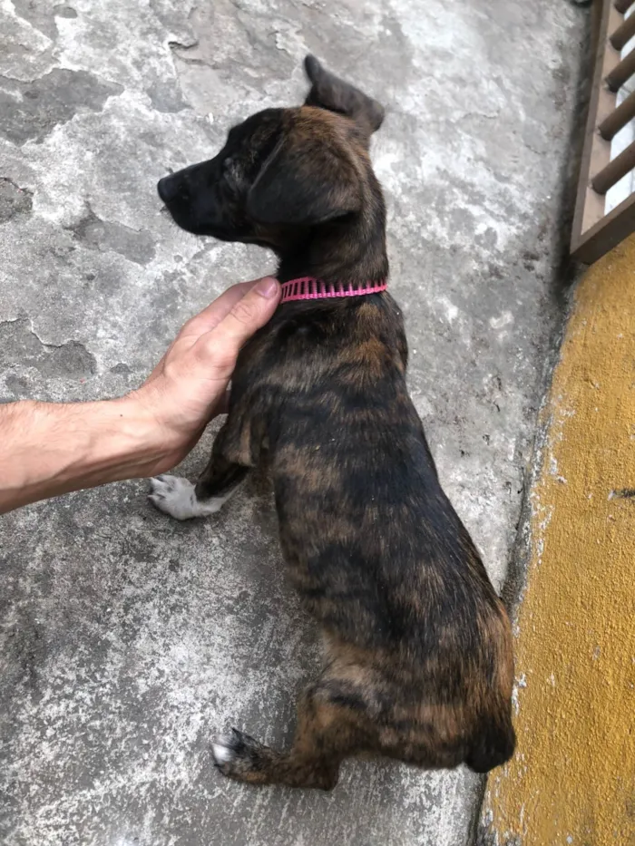 Cachorro ra a SRD-ViraLata idade 2 a 6 meses nome Clarisse