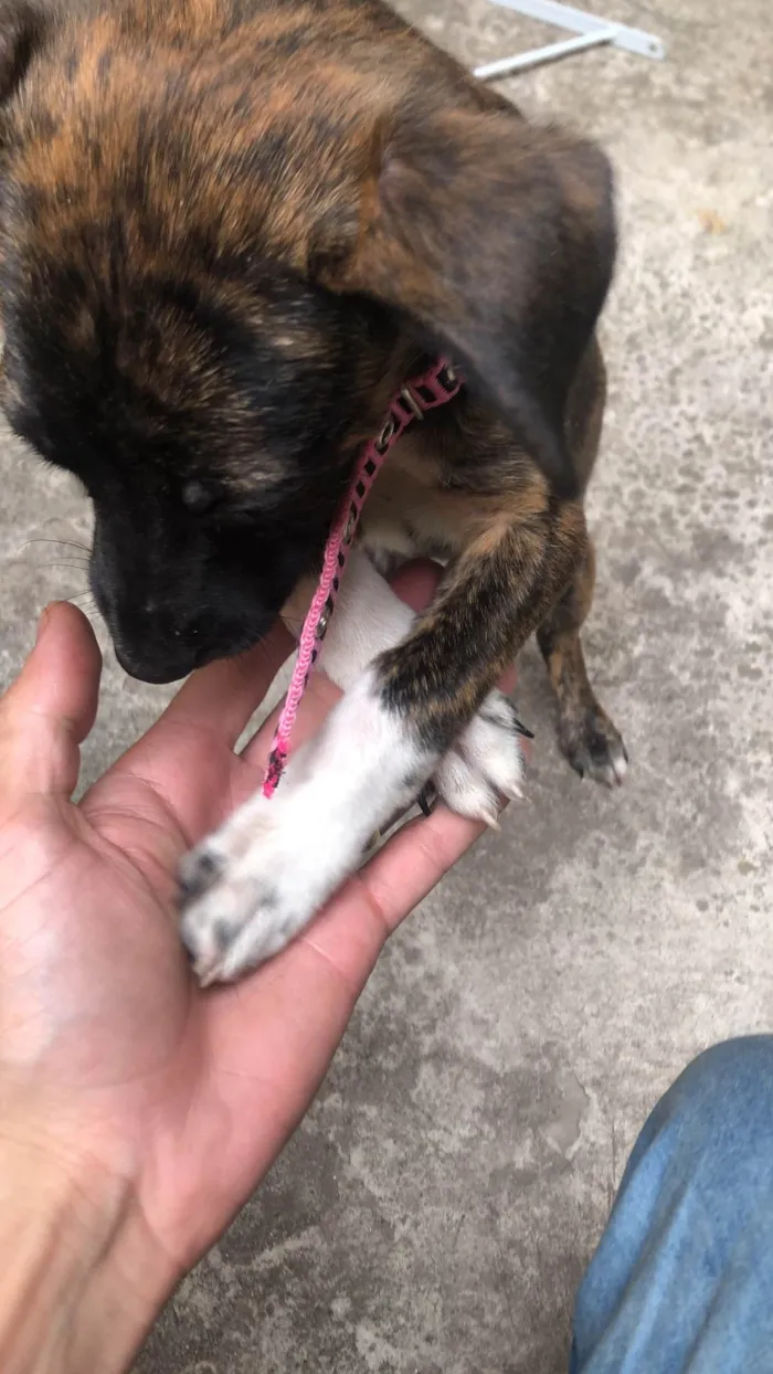 Cachorro ra a SRD-ViraLata idade 2 a 6 meses nome Clarisse