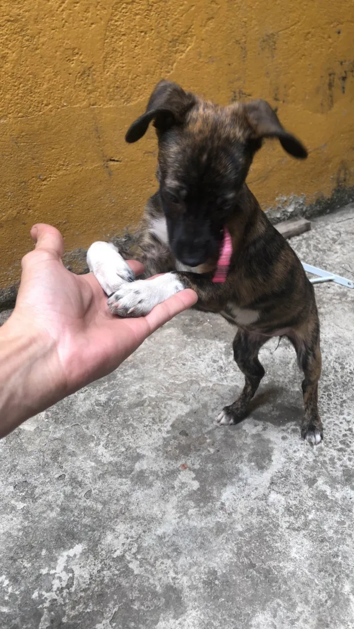 Cachorro ra a SRD-ViraLata idade 2 a 6 meses nome Clarisse