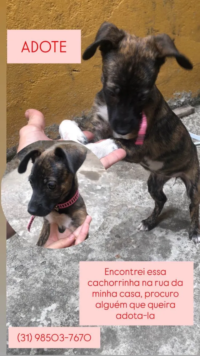 Cachorro ra a SRD-ViraLata idade 2 a 6 meses nome Clarisse