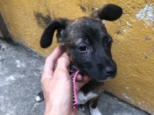 Cachorro raça SRD-ViraLata idade 2 a 6 meses nome Clarisse