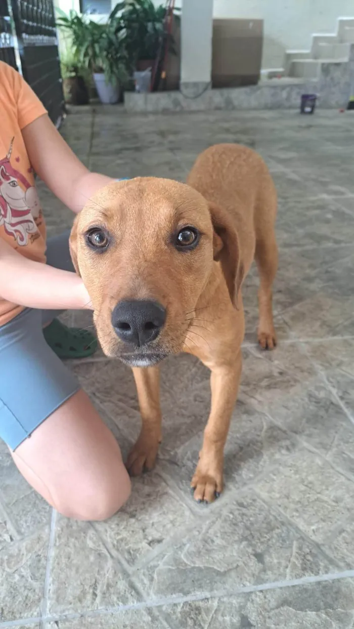 Cachorro ra a SRD-ViraLata idade 7 a 11 meses nome Kiara