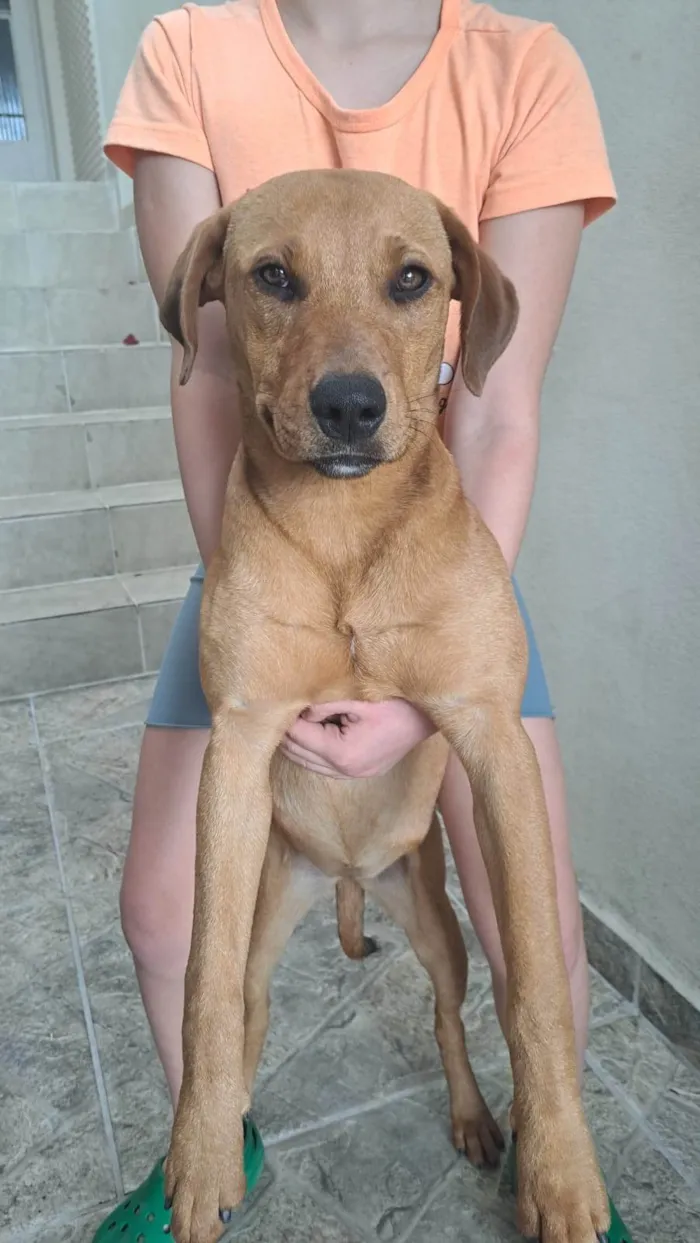 Cachorro ra a SRD-ViraLata idade 7 a 11 meses nome Kiara
