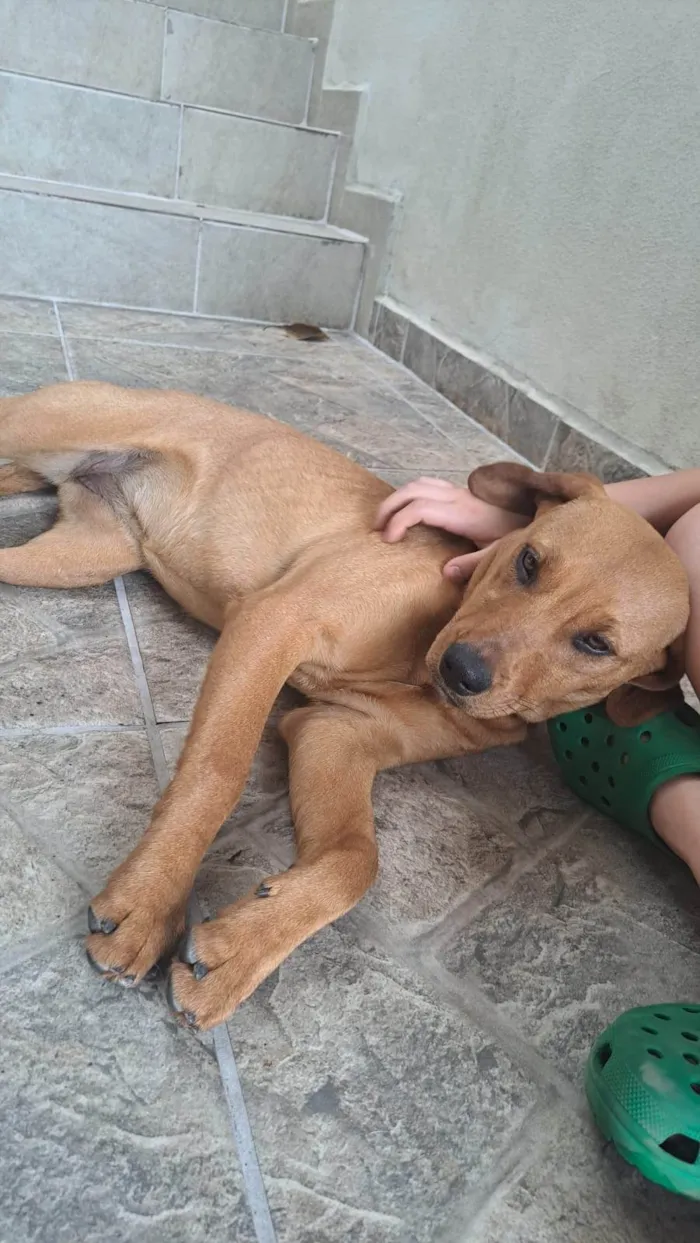 Cachorro ra a SRD-ViraLata idade 7 a 11 meses nome Kiara
