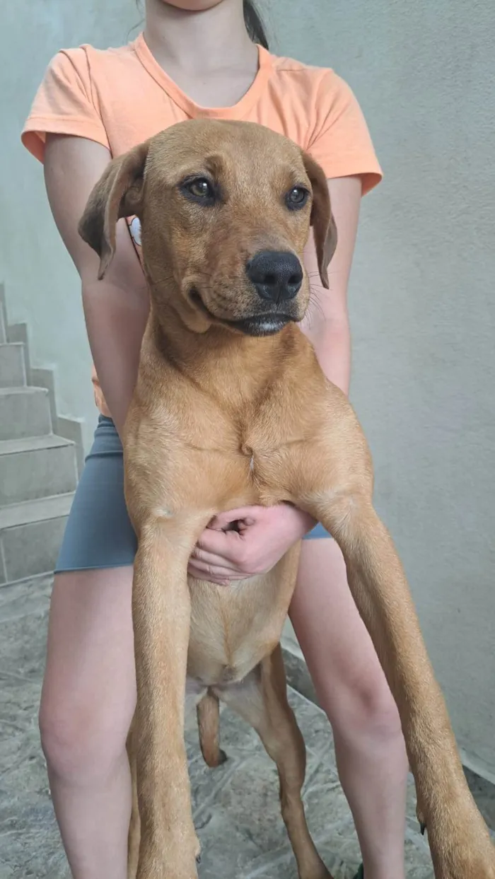 Cachorro ra a SRD-ViraLata idade 7 a 11 meses nome Kiara