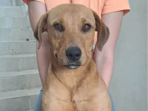Cachorro raça SRD-ViraLata idade 7 a 11 meses nome Kiara