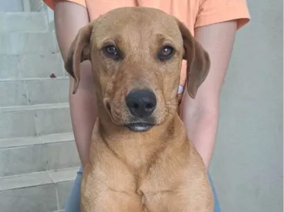 Cachorro raça SRD-ViraLata idade 7 a 11 meses nome Kiara