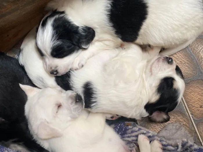 Cachorro ra a SRD-ViraLata idade Abaixo de 2 meses nome Sem nomes 