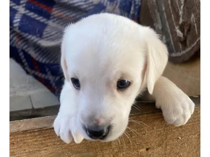 Cachorro ra a SRD-ViraLata idade Abaixo de 2 meses nome Sem nomes 