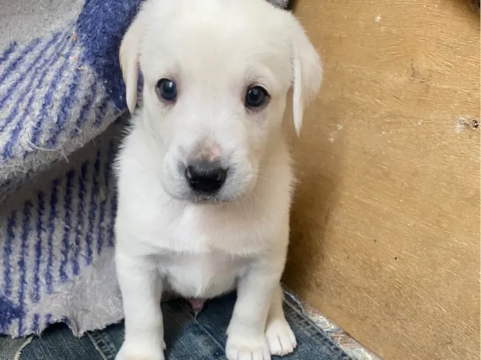 Cachorro ra a SRD-ViraLata idade Abaixo de 2 meses nome Sem nomes 