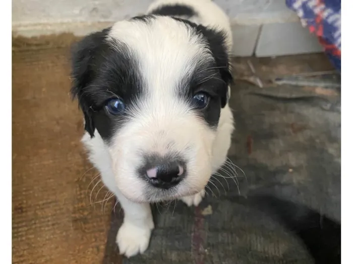 Cachorro ra a SRD-ViraLata idade Abaixo de 2 meses nome Sem nomes 