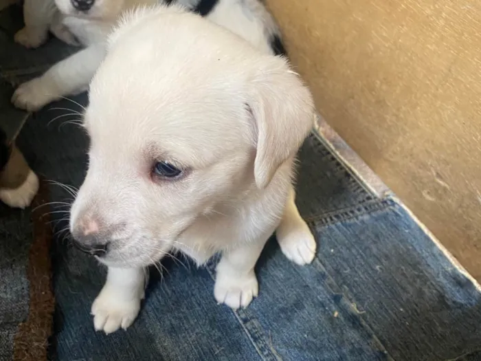 Cachorro ra a SRD-ViraLata idade Abaixo de 2 meses nome Sem nomes 