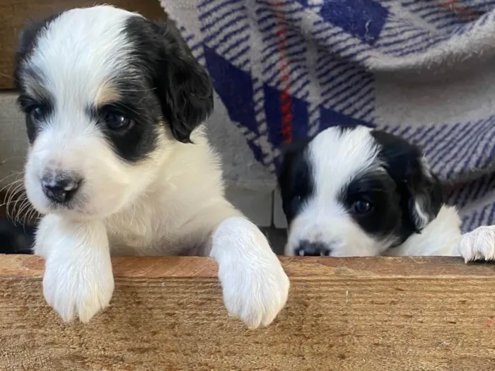 Cachorro ra a SRD-ViraLata idade Abaixo de 2 meses nome Sem nomes 