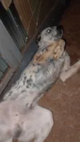 Coringa