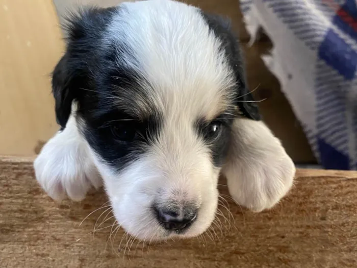 Cachorro ra a SRD-ViraLata idade Abaixo de 2 meses nome Sem nomes 