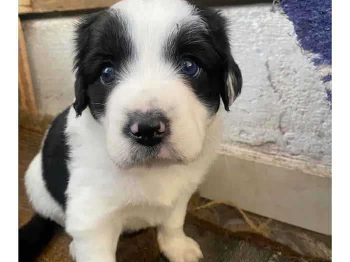 Cachorro ra a SRD-ViraLata idade Abaixo de 2 meses nome Sem nomes 