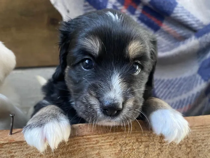 Cachorro ra a SRD-ViraLata idade Abaixo de 2 meses nome Sem nomes 