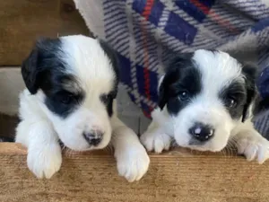 Cachorro raça SRD-ViraLata idade Abaixo de 2 meses nome Sem nomes 
