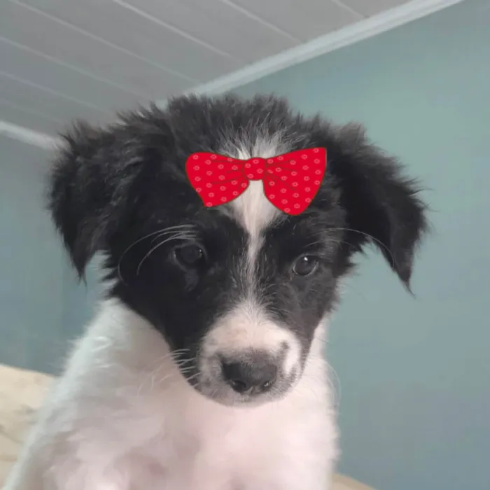 Cachorro ra a SRD-ViraLata idade 2 a 6 meses nome Sofia 