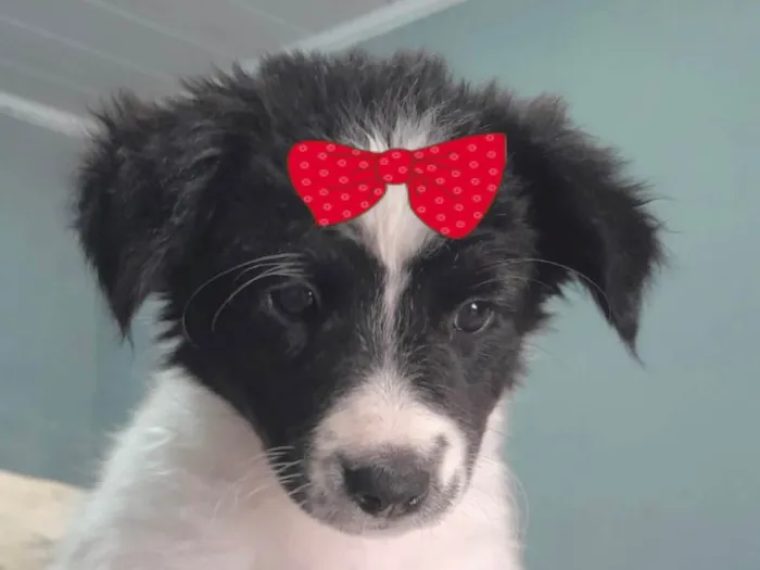 Cachorro ra a SRD-ViraLata idade 2 a 6 meses nome Sofia 