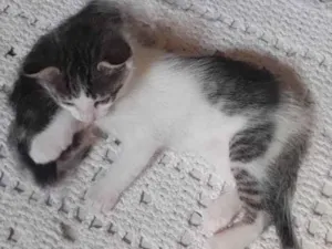 Gato raça SRD-ViraLata idade Abaixo de 2 meses nome Luciana Santos Rodrigues