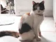 Lulu