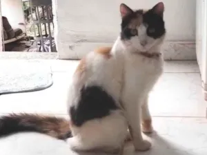 Gato raça SRD-ViraLata idade 7 a 11 meses nome Lulu