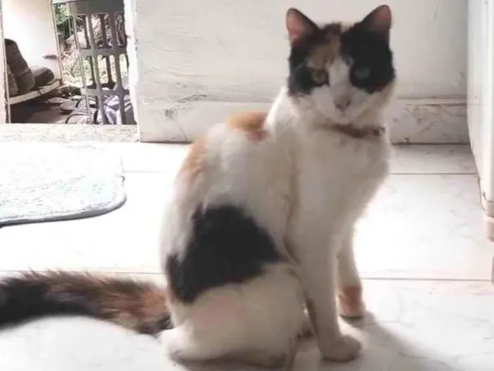 Gato ra a SRD-ViraLata idade 7 a 11 meses nome Lulu