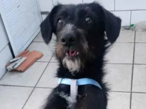 Cachorro raça SRD-ViraLata idade 7 a 11 meses nome Belinha