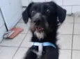 Belinha