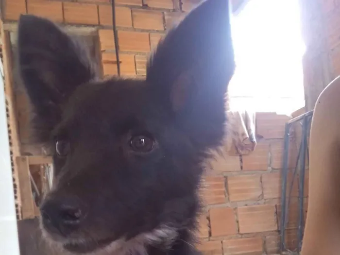 Cachorro ra a SRD-ViraLata idade 7 a 11 meses nome Ody